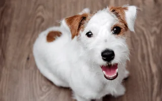 Jak zajistit zdravou výživu pro vaše štěně: tipy od veterináře