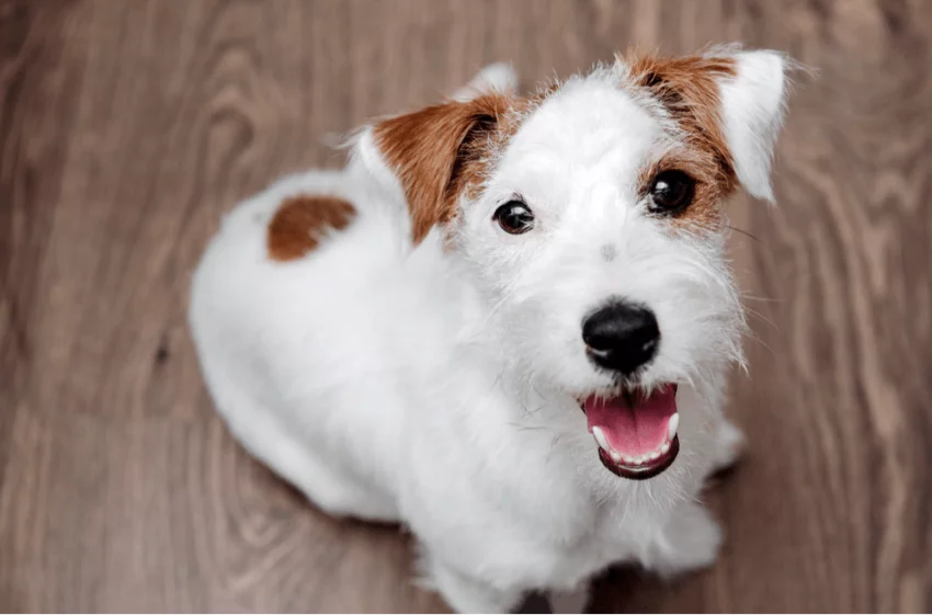 Jak zajistit zdravou výživu pro vaše štěně: tipy od veterináře