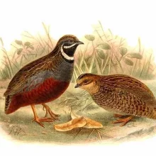 Kresba páru křepelek čínských přírodního zbarvení (samec vlevo)