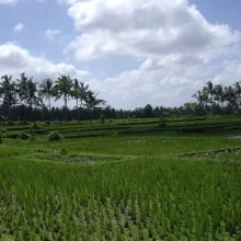 Rýžová plantáž v Indonésii