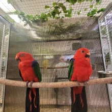 Papoušek ambionský