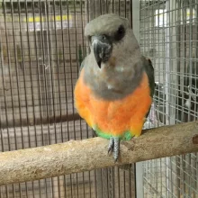 Papoušek červenobřichý