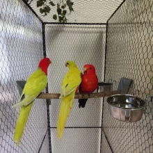 Papoušek královský žluté mutace