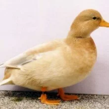 Zkušenosti s chovem kachen zakrslých