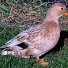 Zkušenosti s chovem kachen zakrslých