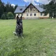 Obrázek