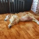 Obrázek