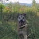 Obrázek
