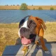 Obrázek