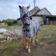 Obrázek