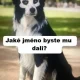 Obrázek
