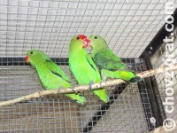 Agapornis etiopský (Taranta)