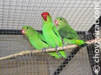 Agapornis etiopský (Taranta)