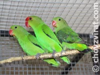 Agapornis etiopský (Taranta)