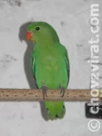 Agapornis etiopský (Taranta)