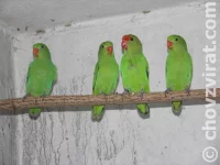 Agapornis etiopský (Taranta)