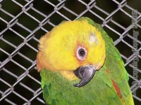 Aratinga jendaj