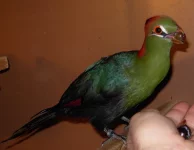 Turaka
