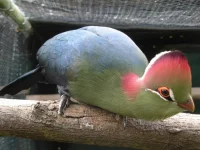 Turaka
