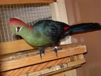 Turaka