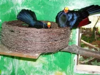 Turako (banánovec) fialové