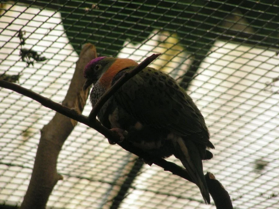 Wogelpark Walsrode duben 2013