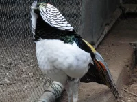 Bažant diamantový čistokrevný