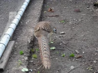 Bažant diamantový čistokrevný