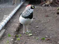 Bažant diamantový čistokrevný