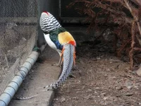 Bažant diamantový čistokrevný