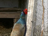 Bažant tenebroz a kolchidský