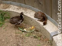 Bažant tenebroz a kolchidský