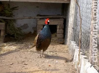 Bažant tenebroz a kolchidský