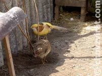 Bažant zlatožlutý