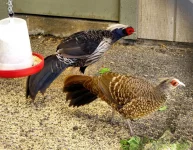 Bažanti - druhy chované v ČR