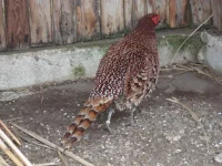 Bažanti - druhy chované v ČR