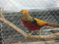 Bažanti - druhy chované v ČR