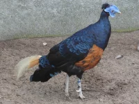 Bažanti - druhy chované v ČR