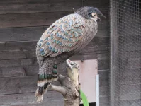 Bažanti - druhy chované v ČR