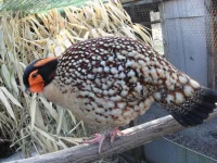 Bažanti - druhy chované v ČR