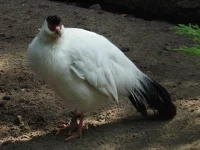 Bažanti