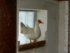 Kachna na okně