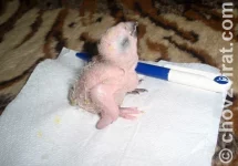 Aratinga jendaj - růst