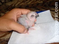 Aratinga jendaj - růst