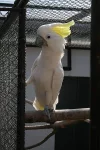 Ary a kakaduové