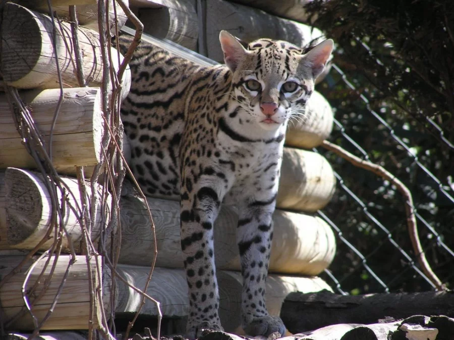 Ocelot velký