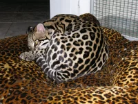 Ocelot velký
