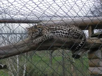 Ocelot velký