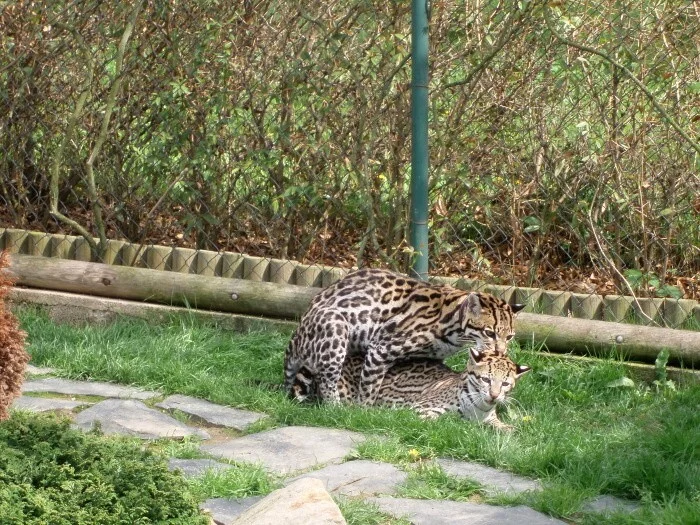 Ocelot velký