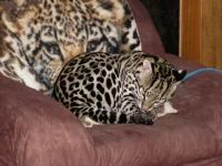 Ocelot velký